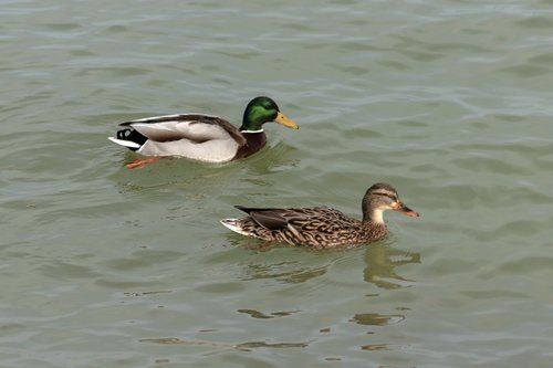 mallard duck  teal  duck