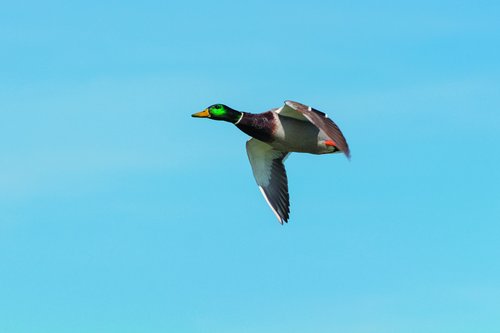 mallard duck  teal  wild ducks