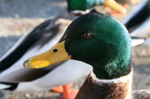 mallard duck close up profile
