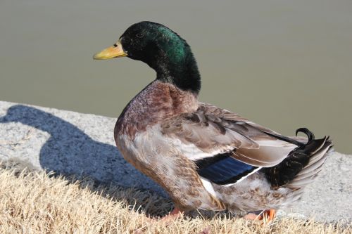 mallard duck duck new