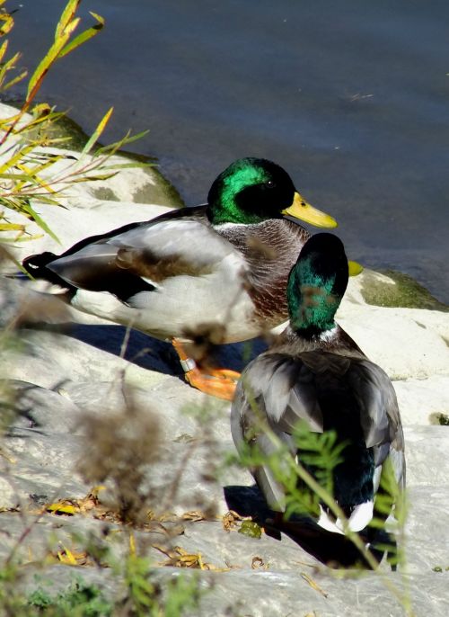 mallard duck bird river