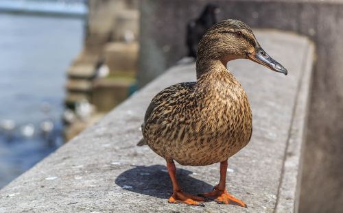mallard duck female london thames