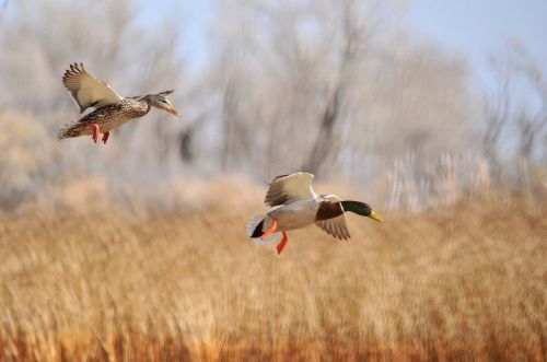 mallard ducks flying flight