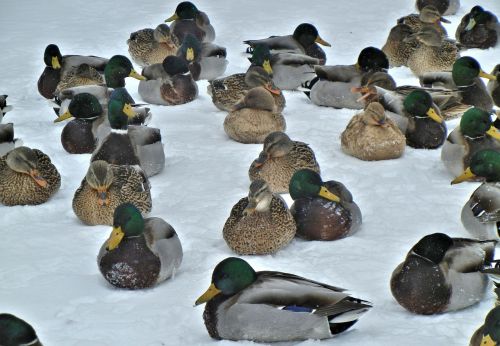 mallard ducks nature birds