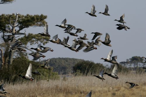 mallard ducks flying flight