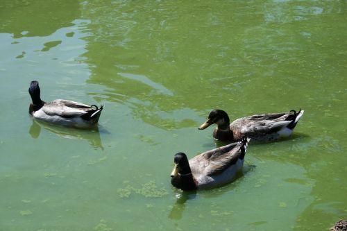 Mallard Ducks On The Water