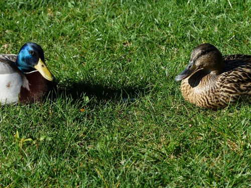 mallard pair stock duck couple pair