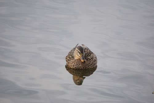 mallards duck waterfowl