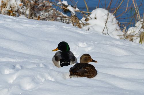 mallards snow winter