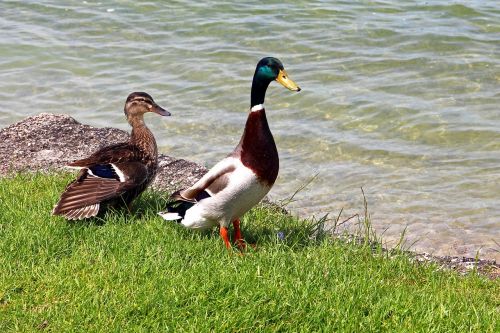 mallards pair duck