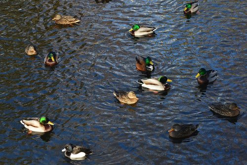 mallards  pond  water bird