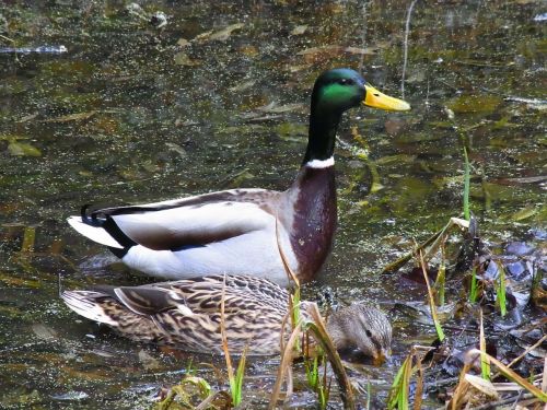 mallards anas platyrhynchos ducks