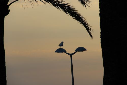 mallorca seagull sea