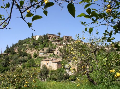 mallorca summer nature