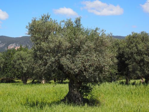 mallorca olive tree olive plantation