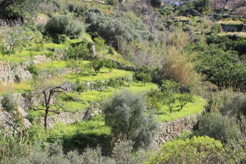 mallorca olive grove olive trees