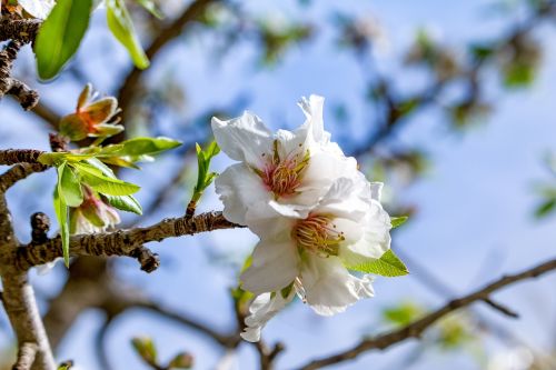 mallorca blossom bloom