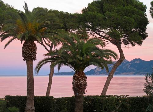 mallorca booked palm trees