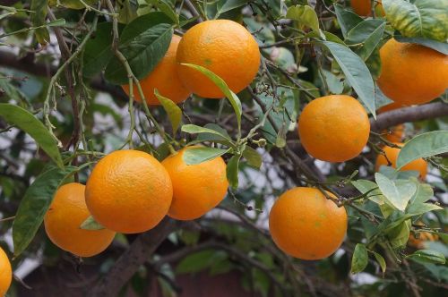 mallorca fruit oranges