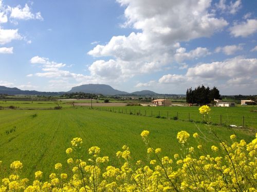 mallorca spring bloom