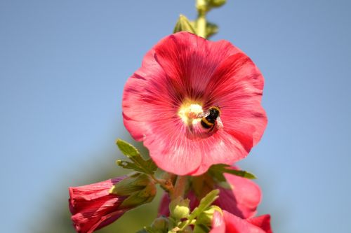 mallow bee natural h