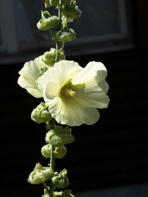 mallow alcea rosea flower