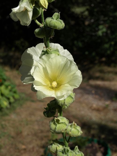 mallow alcea rosea flower