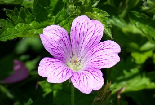 mallow malva flower