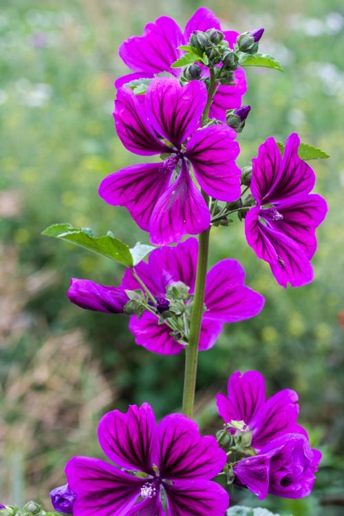 mallow wild mallow violet