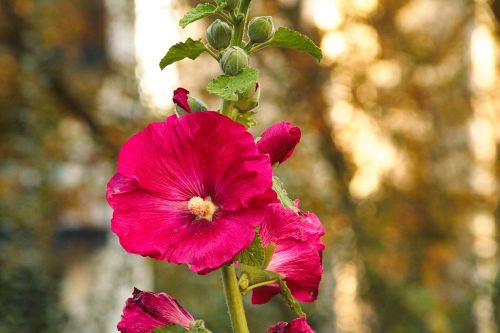 mallow hollyhock flower stock rose