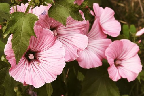 mallow flowers pink