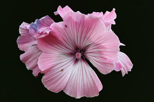 mallow hollyhock flower summer