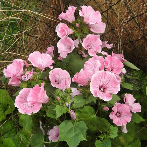 mallow bush pink