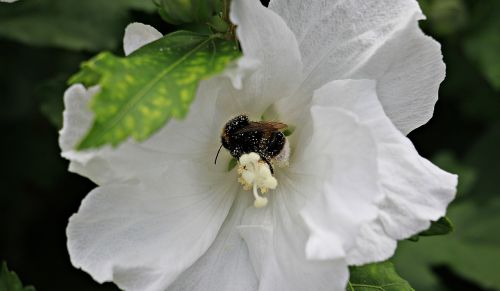 mallow flower bee
