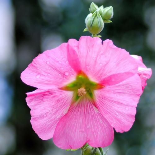 mallow stock rose blossom