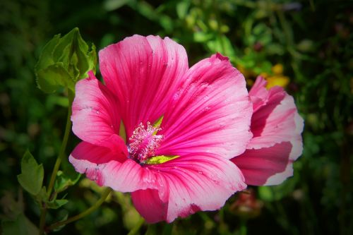 mallow flower meadow pink