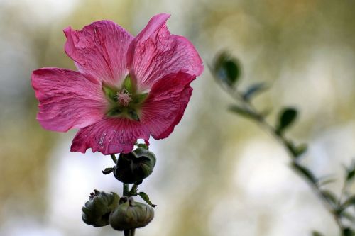 mallow stock rose blossom