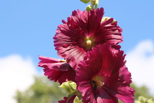 mallow summer hollyhock flower