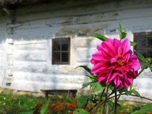 mallow flower old cottage