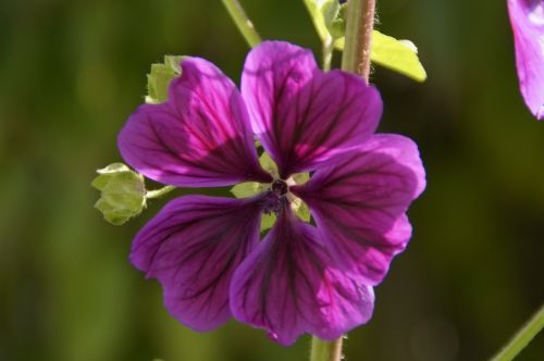 mallow purple flower