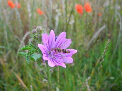 mallow insect blossom