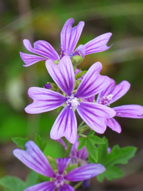 mallow flower silveste beauty