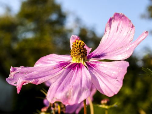 mallow flower plant