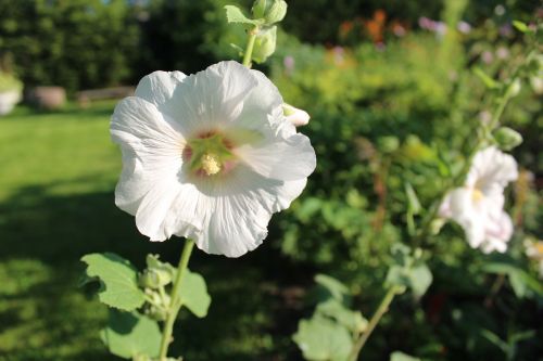 mallow white flower garden