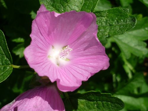 mallow pink blossom