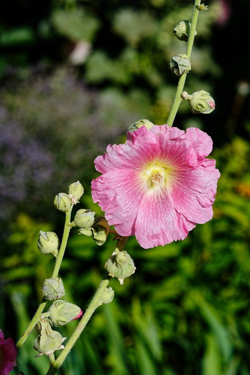 mallow  flower  pink