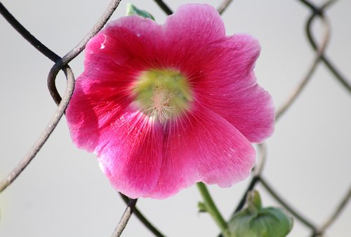 mallow  the hollyhock flower  pink