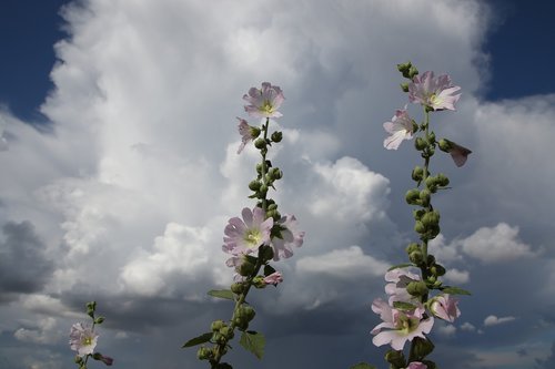 mallow  flowers  sky