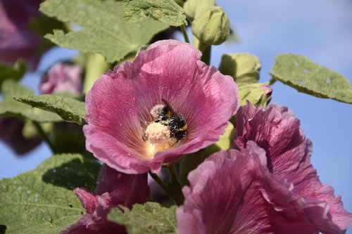 mallow  insect  flower