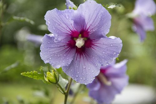 mallow blossom bloom